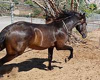 andalusian-horse