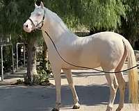 andalusian-stallion