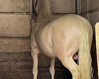 andalusian-horse-for-sale