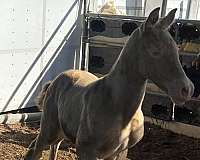 andalusian-horse