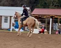 dappled-pinto-pony