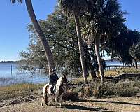 brown-overo-draft-horse