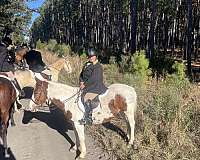 brown-white-draft-horse