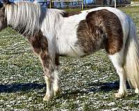 chocolate-white-pony