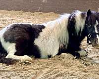 miniature-pony