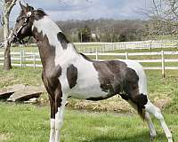 twhbea-spotted-saddle-mare