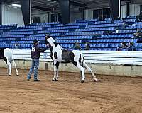 smokey-black-spotted-saddle