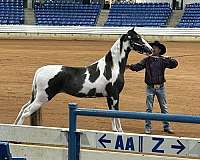 tobiano-horse