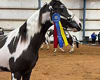 smokey-black-tobiano-horse