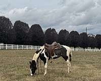 breeding-spotted-saddle-horse