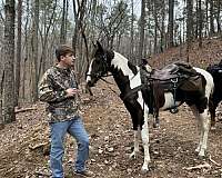 champion-spotted-saddle-horse