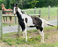 double-registered-spotted-saddle-horse