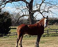 experienced-harness-belgian-horse