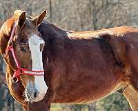 all-belgian-horse