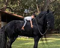 kid-safe-friesian-horse