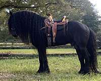 dressage-friesian-horse