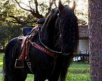 breeding-friesian-horse