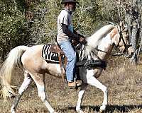 tobiano-palomino-horse