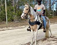 age-tennessee-walking-horse