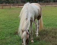 attention-tennessee-walking-horse