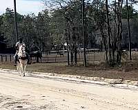 breeding-tennessee-walking-horse