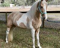 palomino-horse