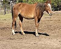 quarter-horse-for-sale