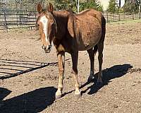 quarter-horse-mare