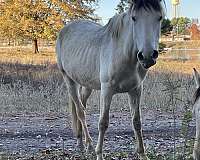 companion-project-andalusian-paint-horse