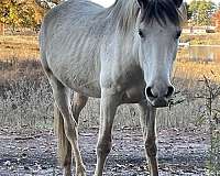 bay-andalusian-paint-mare-broodmare