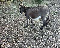 brown-grey-halter-horse