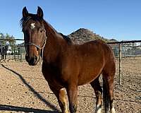 companion-working-mustang-horse