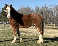 chestnut-belgian-gelding