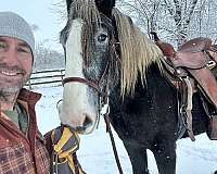 illinois-shire-horse