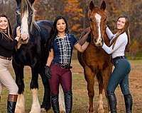 gelding-shire-horse