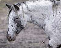 black-filly-appaloosa-horse