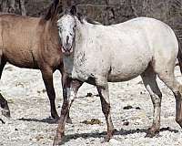 hypp-appaloosa-horse