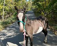 grulla-overo-pony-gelding