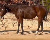 all-around-thoroughbred-horse