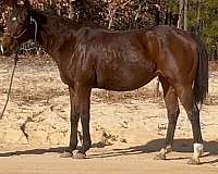 athletic-thoroughbred-horse