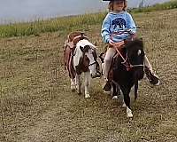 mounted-patrol-miniature-pony