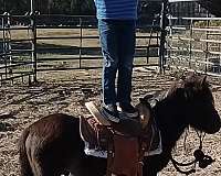 dun-w-blk-points-calf-roping-pony