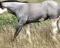 splash-white-1-horse