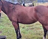 quarter-pony-for-sale