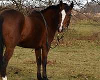 ranch-work-mustang-pony