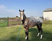 cross-working-appaloosa-horse