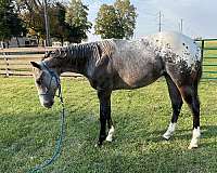 appaloosa-gelding