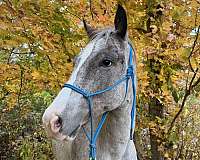 appaloosa-horse-for-sale