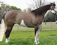 breeding-quarter-horse