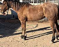 quarter-horse-gelding